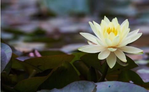 81年鸡是什么命金木水火土