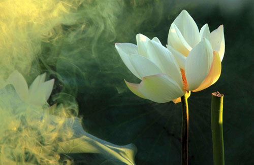 什么星座最好命，十二星座谁的命最好？