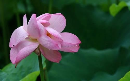 5种桃花运法术 帮你增加桃花运