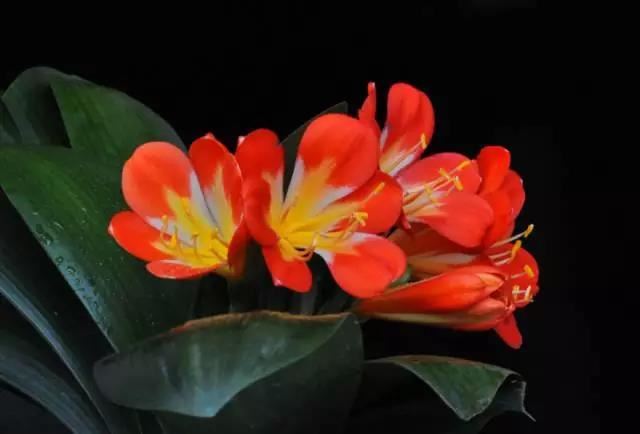 男孩子名字单字四声调有哪些