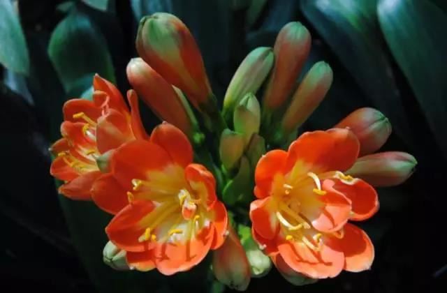 文竹摆放在书房最好，能提高人们的工作效率？