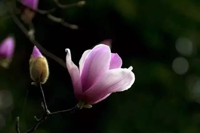 有反骨的男人怎么样，男人有反骨的命相？