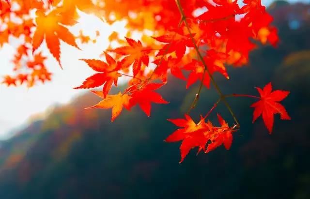 名字有华字的演员是谁啊 名字有火的男孩名字怎么取