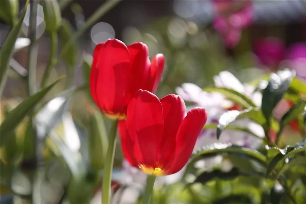 1993年属鸡男生是什么命人