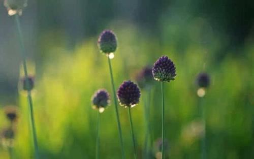 属虎的人能佩戴貔貅吗， 生肖虎戴貔貅招财转运？
