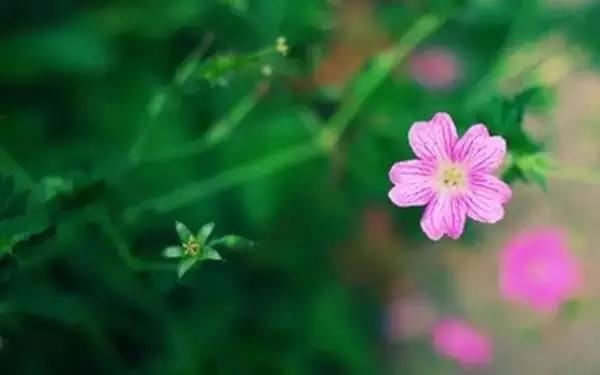 心软之人必读的三句话