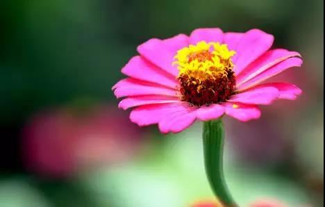 属鼠和属兔生肖配对