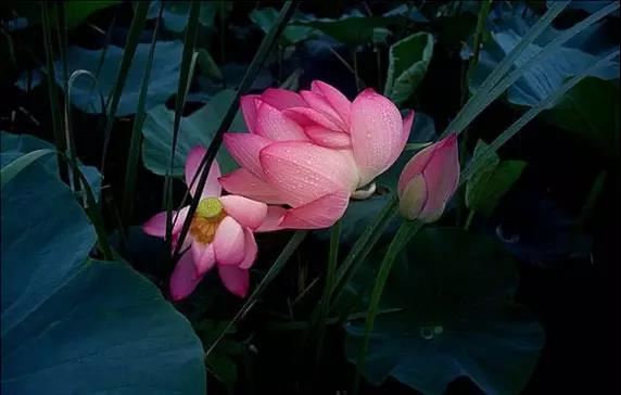 属猪人属相姻缘配对，和什么生肖很配最佳？