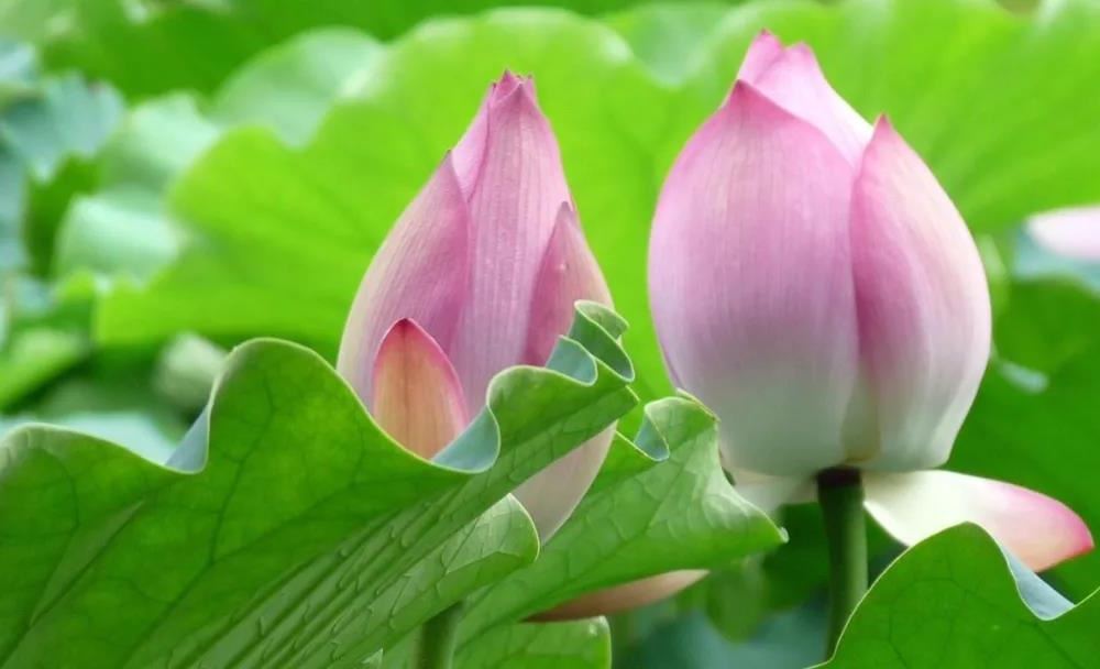 为什么说水瓶女是天蝎男的软肋?