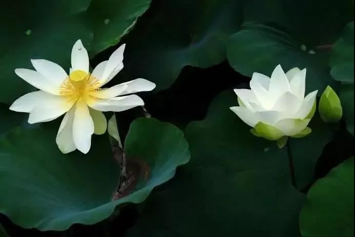 三脚蟾蜍旺家中气场