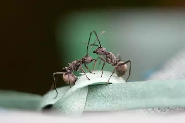 明日运势最好的星座