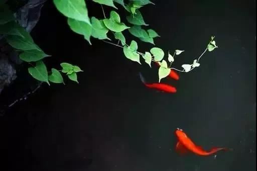 梦见可爱的小狗是什么预兆，梦见可爱的小狗是什么意思?