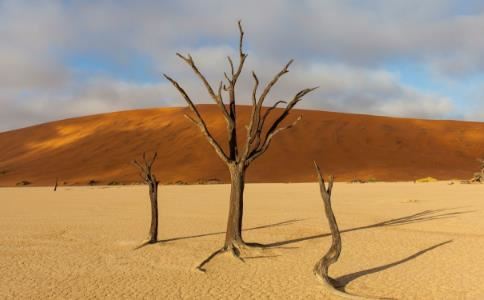 老鼠最怕什么属相？生肖虎也是生肖鼠最怕的属相
