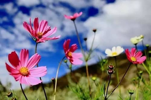 梦见棺材出殡什么预兆，好不好？