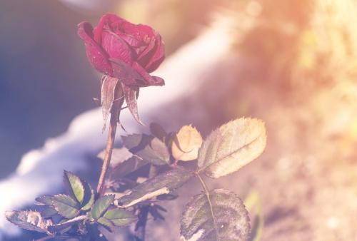 女人面部吉祥痣， 事业兴旺日进斗金？