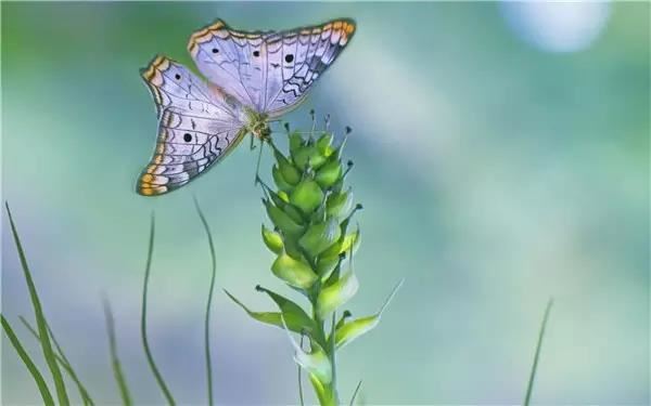 什么星座吸引土象星座？