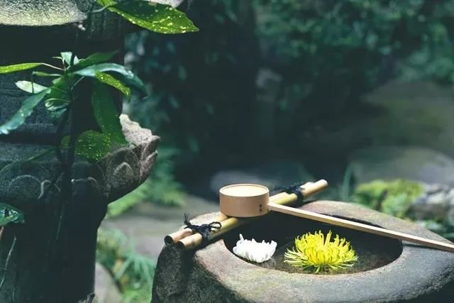 镇宅招财旺人的植物， 君子兰可镇宅旺财？