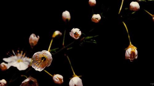 卧蚕眉是什么样子，代表什么意思？