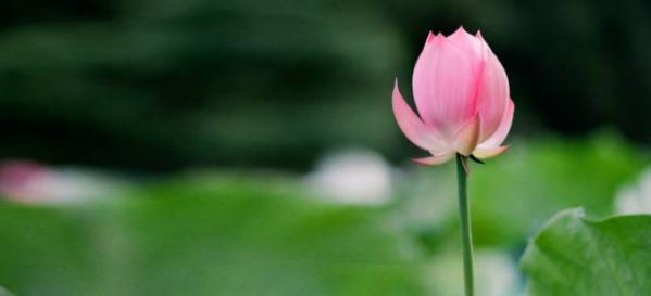 属蛇男女之间的差异有哪些