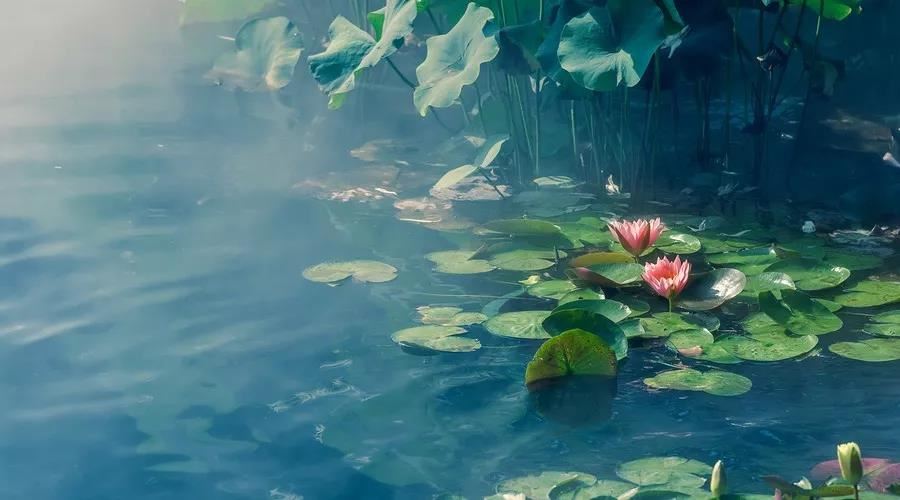 花代表什么生肖