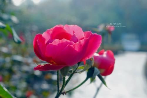 93年的羊是什么命的人