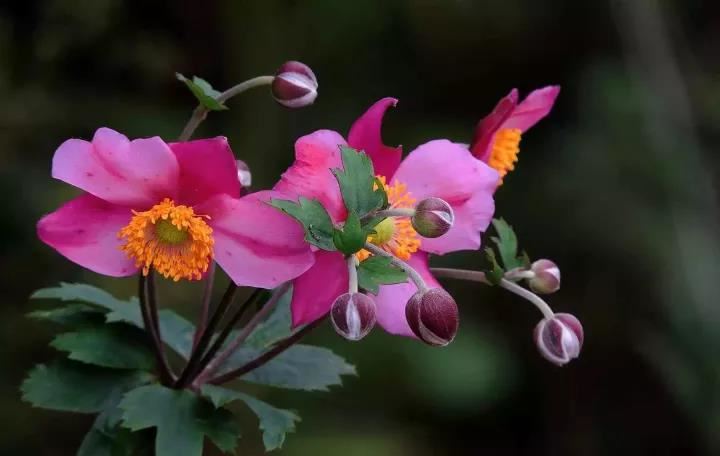 诸葛神算三藏免费算命诸葛神算