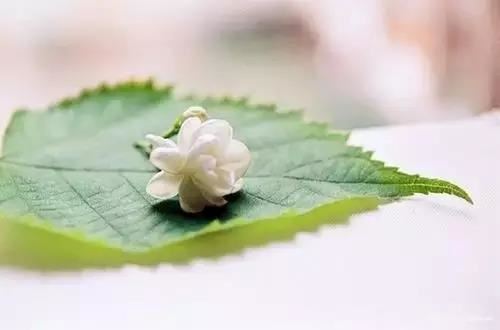 光耀门楣是什么意思