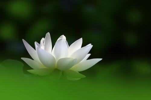 已婚的人遇到正缘桃花会怎样 ，正缘来临家庭关系和睦？