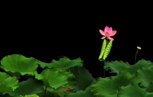 易朴国学九龙道长：传承中华文化的守护者