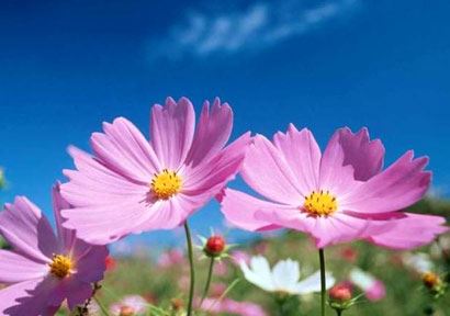 那个星座会旺夫哪几个星座女最旺夫旺家