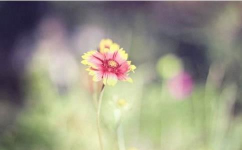 女孩名字张锦什么好听点