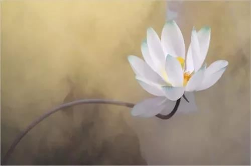 上升星座在线查询