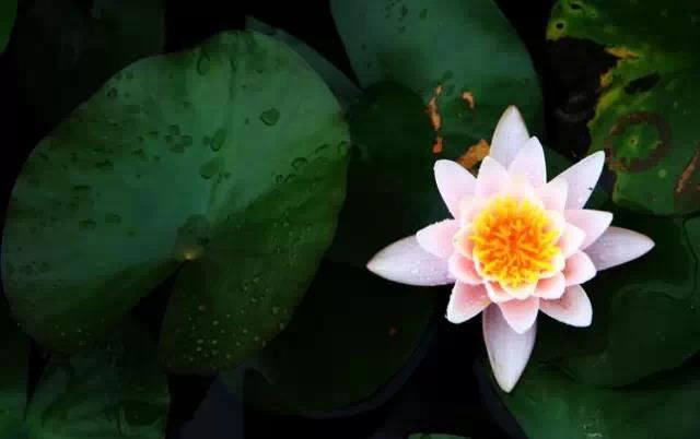 高姓氏取名男孩一个字大全