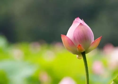 83年的属相是什么命格呢男孩