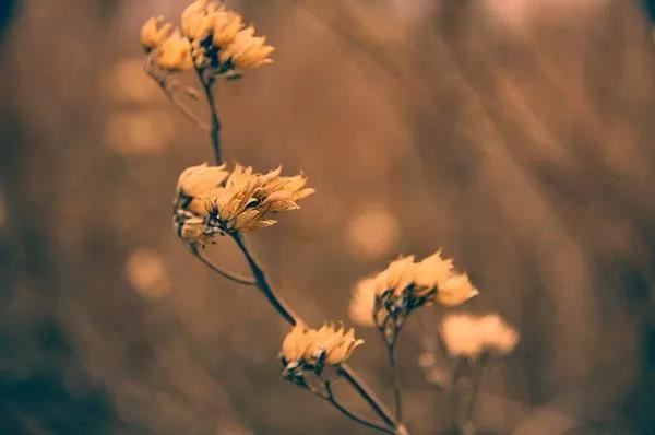 占星学里新星座占星学星座