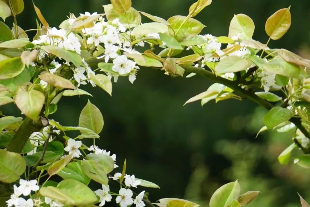 招财的纹身都有什么， 招财猫必带来财运？