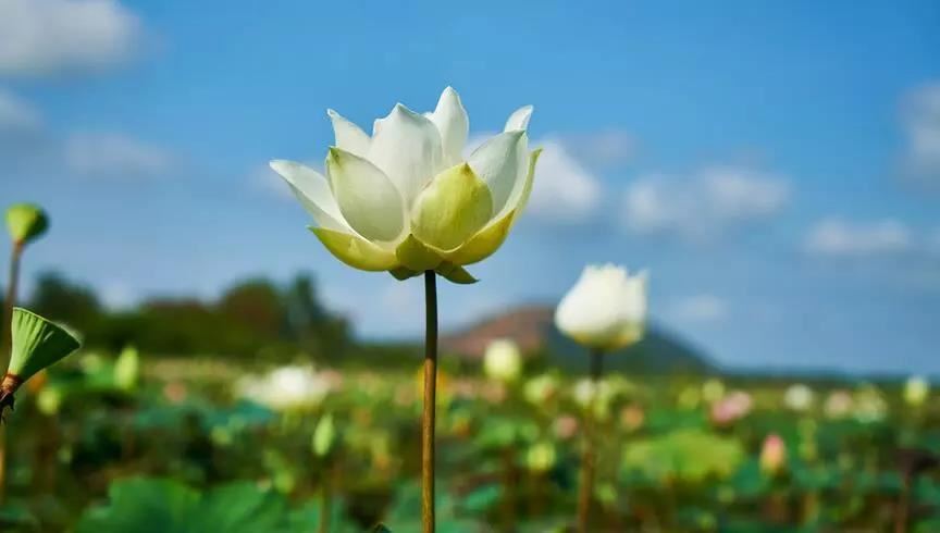 属蛇的名字带什么字好男孩