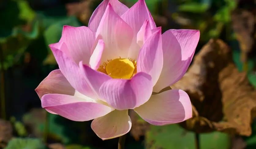 古风女孩取名字仙气两个字 古风女孩名字仙气十足清