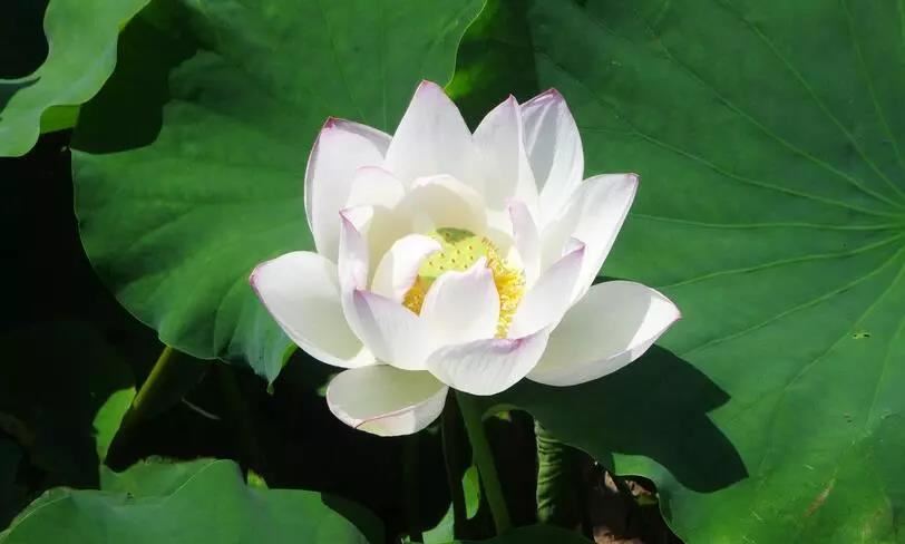 男人眉心有痣面相图解， 什么部位的痣最好？