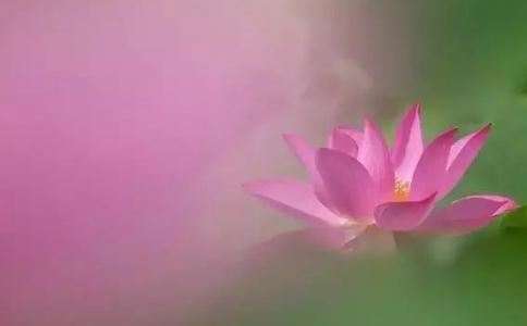 狮子女和双鱼男谁离不开谁？双鱼男狮子女是绝配