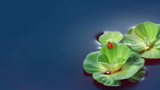 有没有专门算卦的软件？