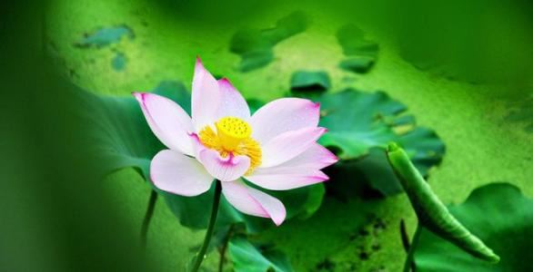 餐桌十大风水讲究？餐桌之上宜平不宜斜？