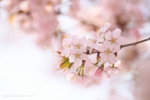 属牛86年出生是什么命格呢男