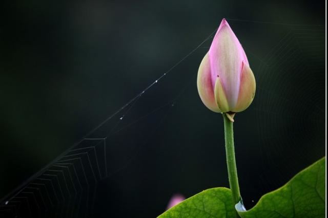 楼道布局有什么讲究，什么植物不适合摆放在楼道