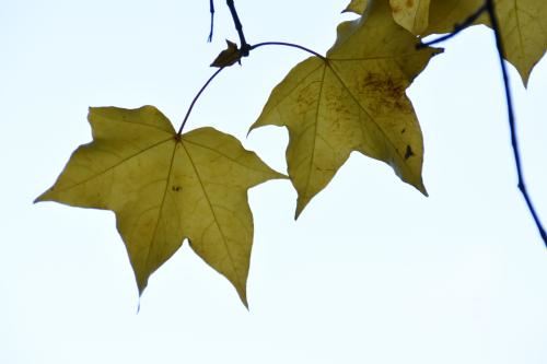 女士戴石榴石有什么作用？