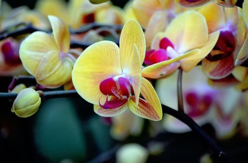 手相如何影响女孩女人的命运？