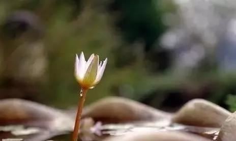 天蝎座和摩羯座配不配