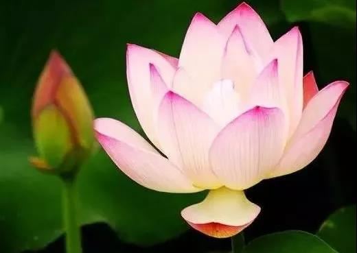 发财树意思是什么，发财树的寓意？