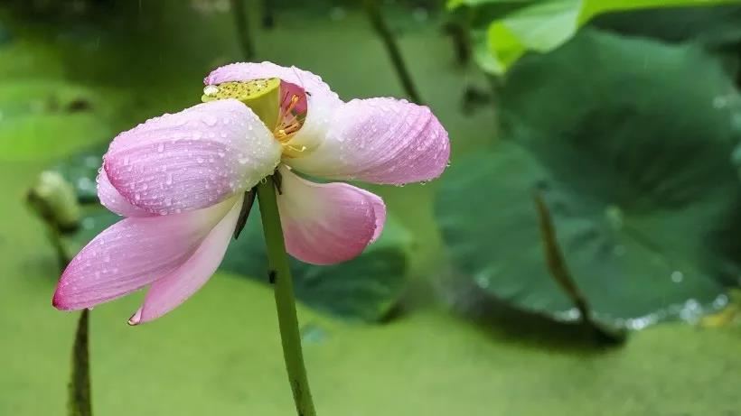 易学大师朱昱个人简介