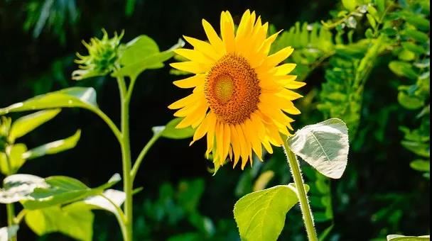 罗取名字大全女孩名字单字